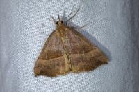Hypena proboscidalis