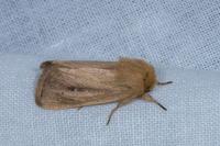 Sesamia nonagrioides