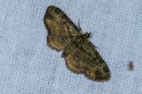 Pasiphila rectangulata