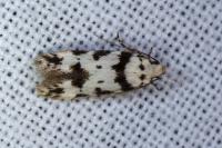 Pseudotelphusa scalella