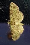 Pasiphila rectangulata