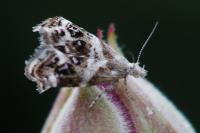 Tebenna micalis