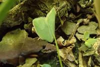 Tortrix viridana