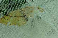 Cyclophora punctaria