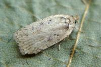 Agonopterix yeatiana