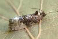Hedya nubiferana