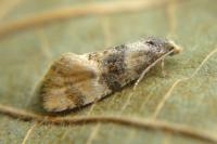 Cochylis nana