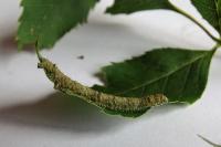 Campaea margaritaria