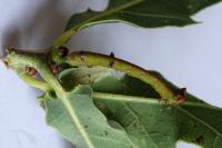 Biston strataria