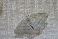 Cabera pusaria