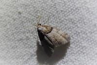 Nola cucullatella