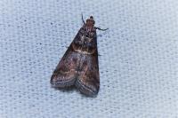 Acrobasis marmorea