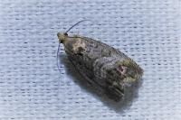 Cydia splendana