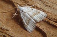 Nola aerugula