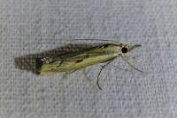 Agriphila geniculea