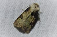 Agrotis puta