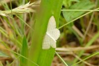 Scopula immutata
