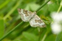 Epirrhoe alternata