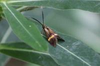 Nemophora degeerella