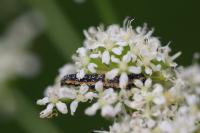 Depressaria daucella