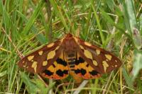 Arctia testudinaria