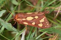 Arctia testudinaria
