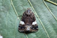 Tyta luctuosa
