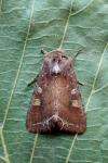 Lacanobia oleracea