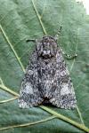 Acronicta megacephala