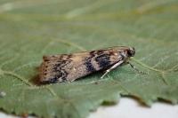 Euzophera pinguis