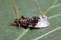 Hedya nubiferana