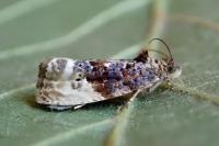Hedya nubiferana