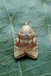 Aleimma loeflingiana