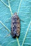Hofmannophila pseudospretella