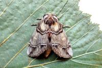 Drymonia velitaris