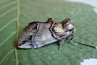 Drymonia velitaris