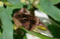 Autographa gamma