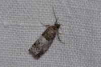 Notocelia trimaculana