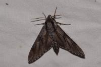 Hyloicus pinastri