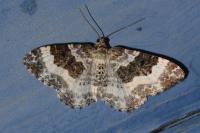 Epirrhoe rivata