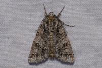 Acronicta rumicis