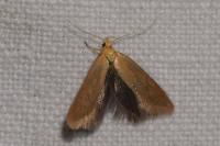 Crassa tinctella