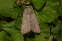 Charanyca trigrammica