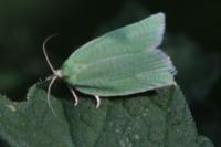 Tortrix viridana