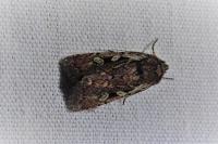 Xestia agathina