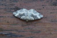 Epirrhoe rivata