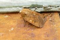 Noctua pronuba