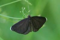 Odezia atrata