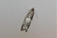 Notocelia trimaculana