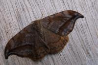 Drepana curvatula